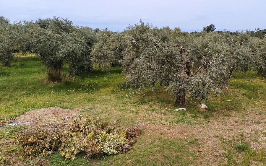 Land Plot for sale Skala Rachoniou (Thasos)