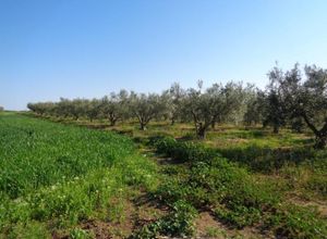 Αγροτεμάχιο προς πώληση Μίκρα Κάτω Σχολάρι 4.750 τ.μ.