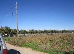 Αγροτεμάχιο για ενοικίαση Σπάτα 14.000 τ.μ.
