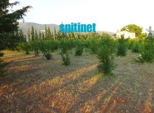Μονοκατοικία προς πώληση Πηγές (Προσοτσάνη) 110 τ.μ. 2 Υπνοδωμάτια Νεόδμητο