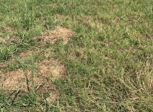Land Plot, Krini