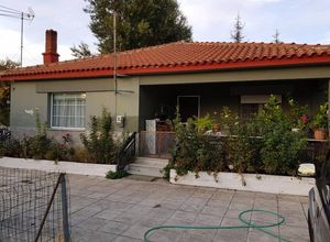 Μονοκατοικία προς πώληση Πάνδροσος (Κομοτηνή) 110 τ.μ. 1 Υπνοδωμάτιο