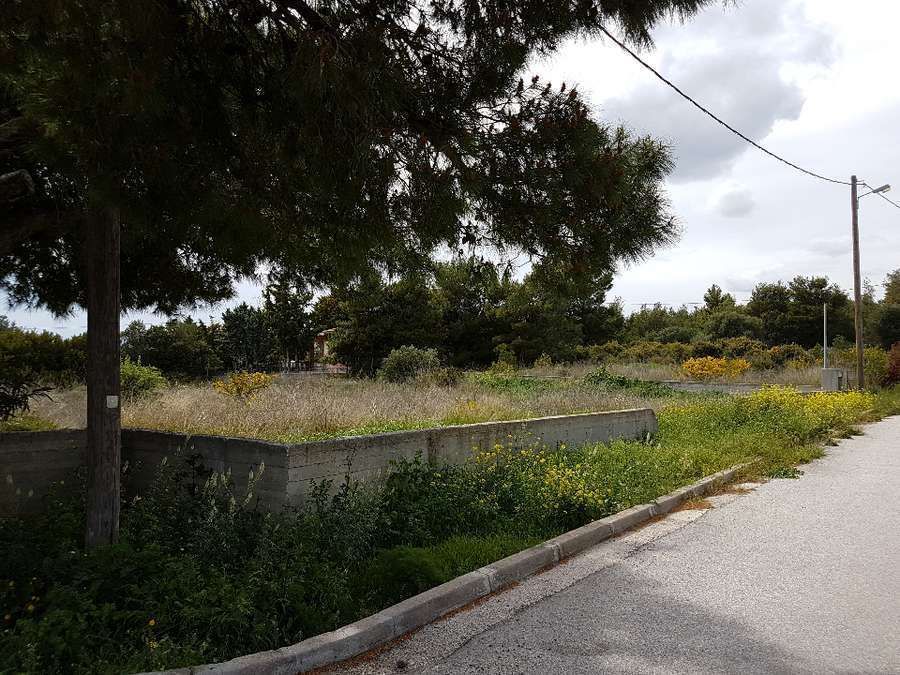 Plot Pallini