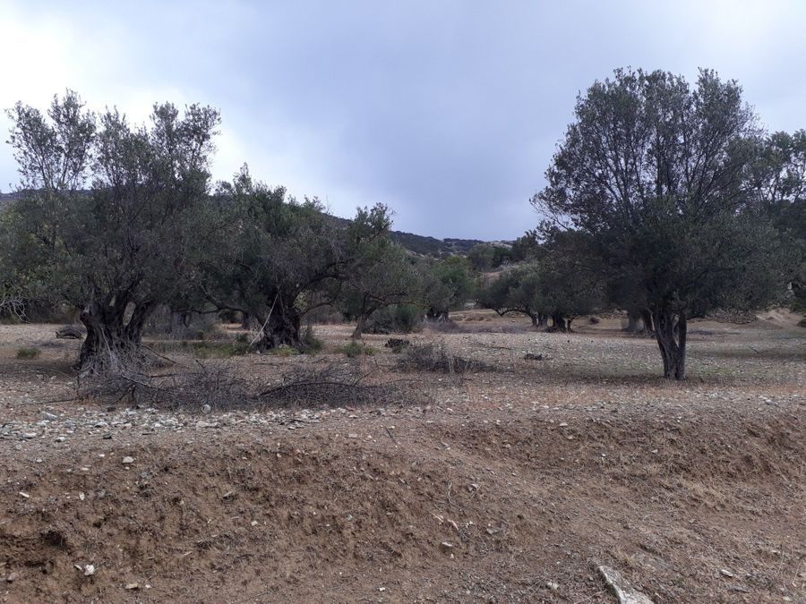 Plot Naxos