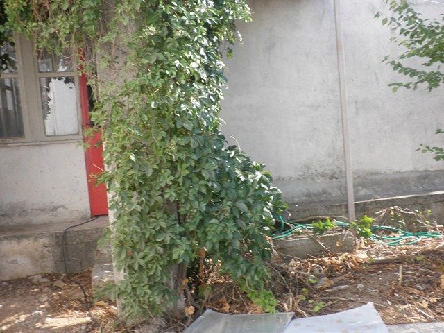 Plot Anthousa