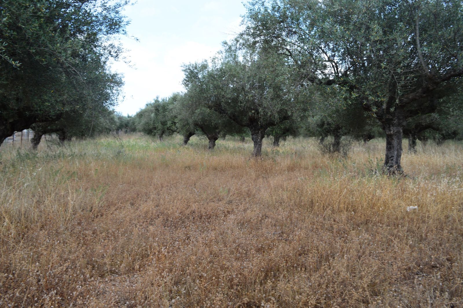 Land Plot for sale Agios Konstantinos (Arfara)
