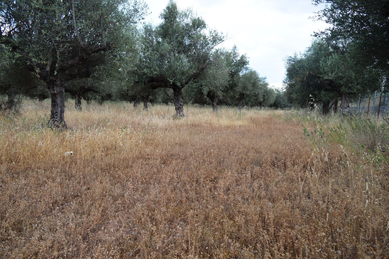 Land Plot for sale Agios Konstantinos (Arfara)