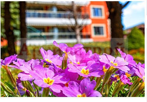 Снимка 240057992