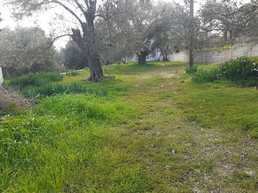Photo 255260465