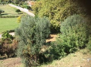 Οικόπεδο προς πώληση Καστράκι (Ευπάλιο) 1.508 τ.μ.