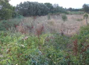 Land Plot, Mikra