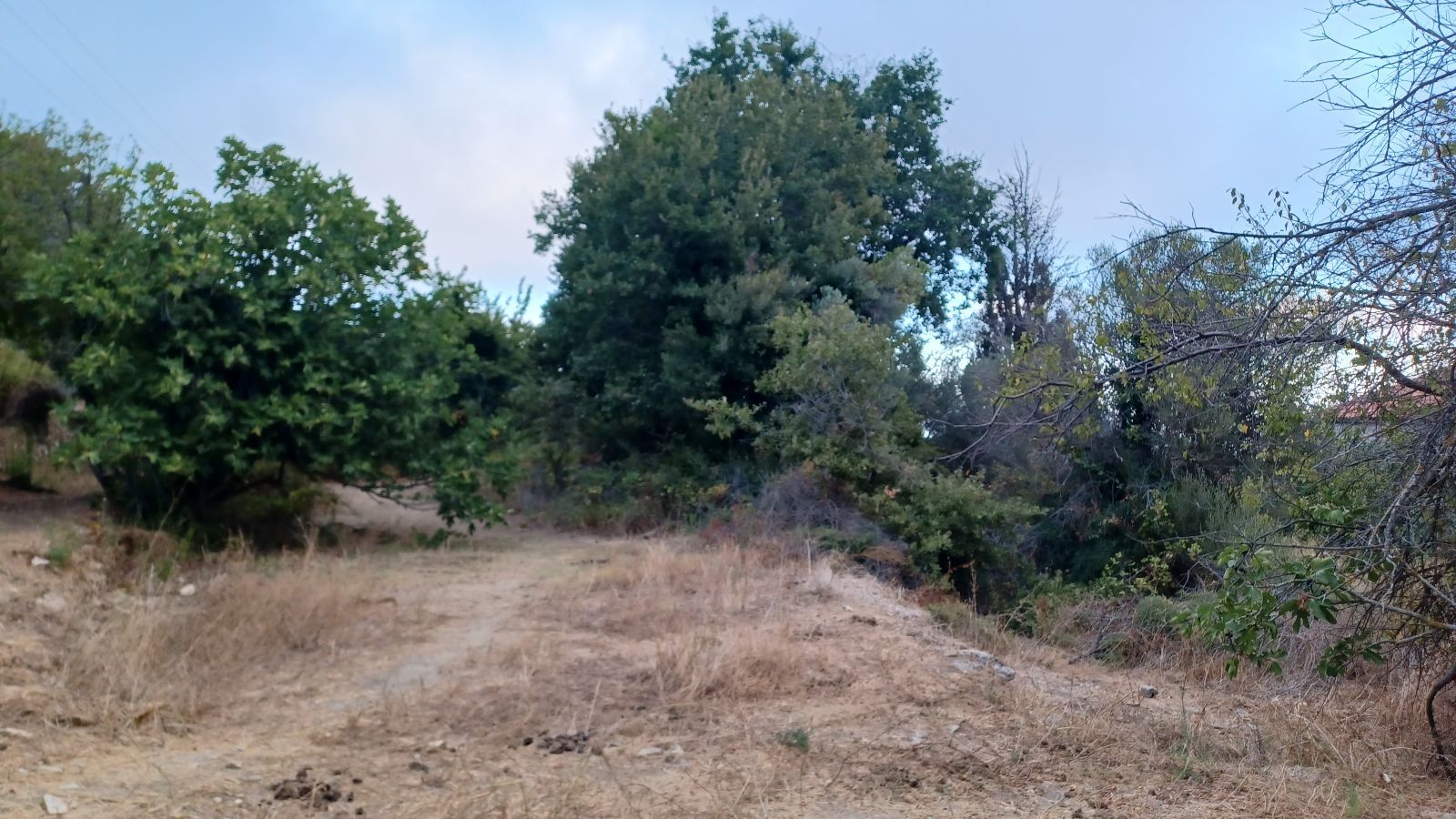 Land Plot for sale Evdilos (Ikaria) Buildable plot for sale.