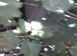 照片 286469495