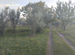 Photo 297706811