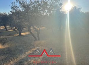 Photo 2,Αγροτεμάχιο, 7113τ.μ.,Λάρισος, Λέσβος - Μυτιλήνη (Ν. Λέσβου),€43.000