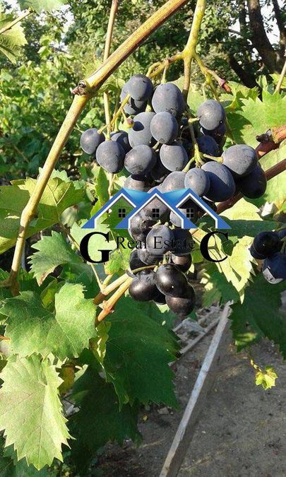 Снимка 314808209