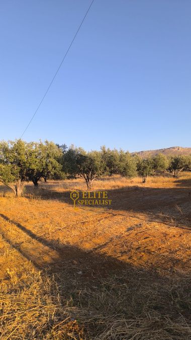Photo 323091548