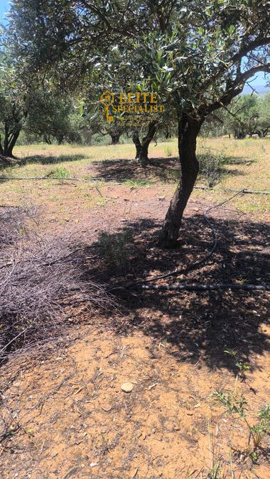 Photo 323381705