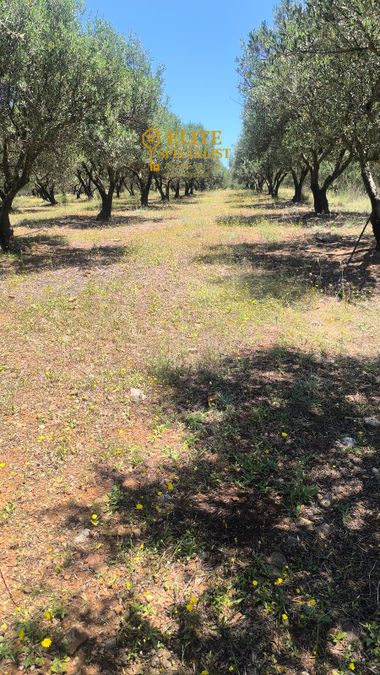 Photo 323381708
