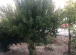 Photo 329234906