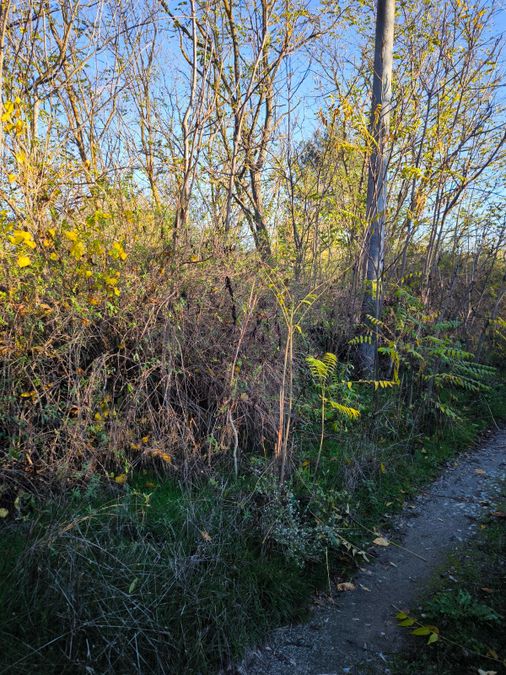 Снимка 337436612