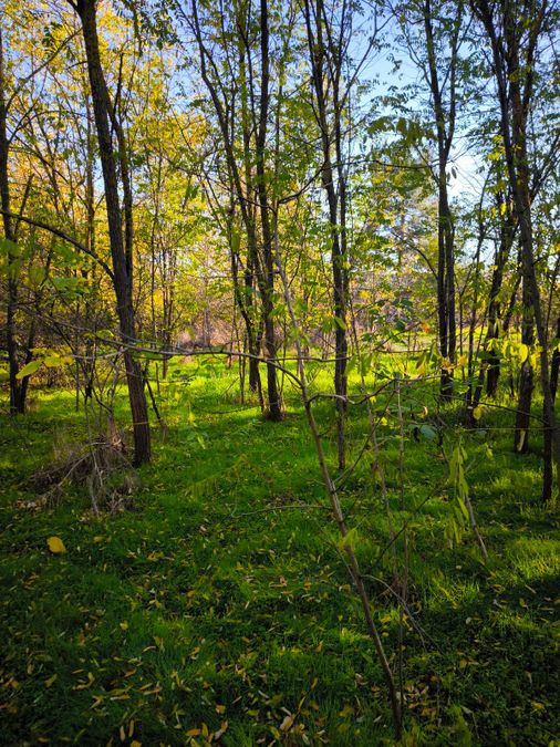 Снимка 337436618