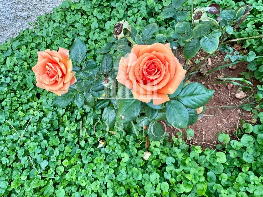 Photo 370575413