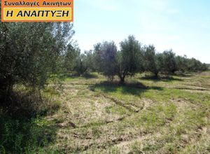 Αγροτεμάχιο προς πώληση Επανομή Κέντρο 5.500 τ.μ.