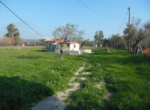 Οικόπεδο, Πάμφιλα