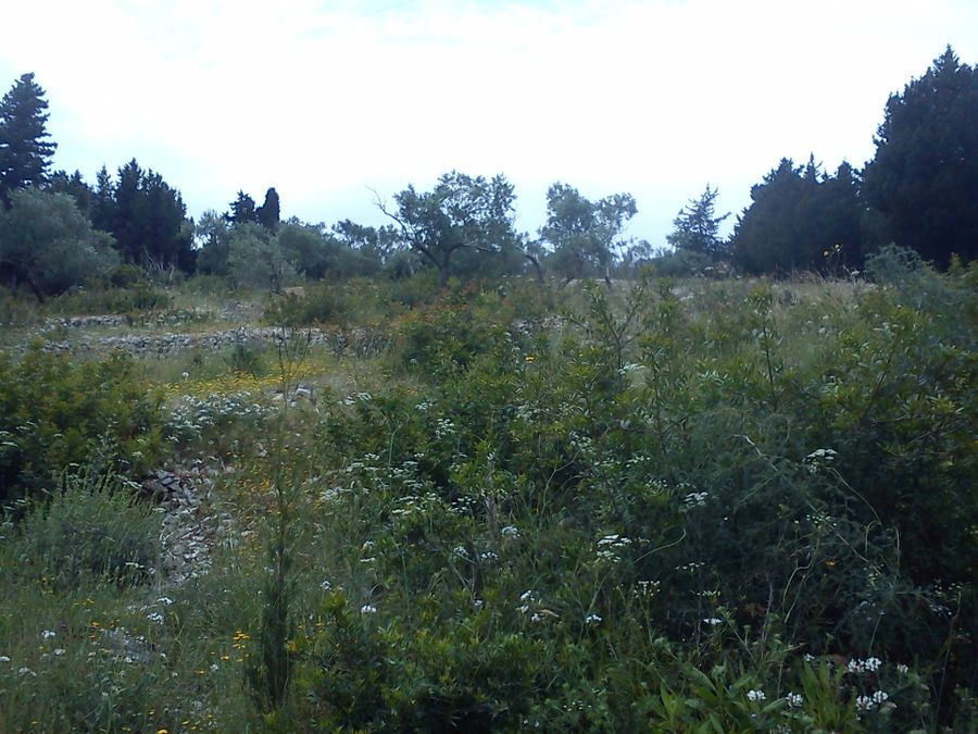 Plot Paxoi
