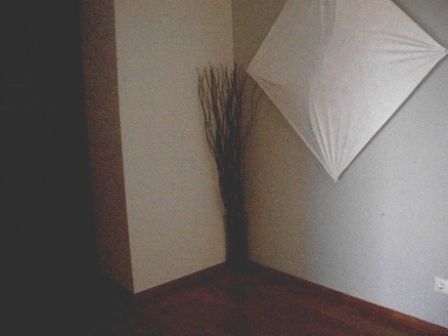 Photo 88520399