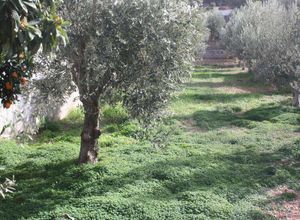 Μονοκατοικία για ενοικίαση Κορωπί Κίτσι 215 τ.μ. 3 Υπνοδωμάτια