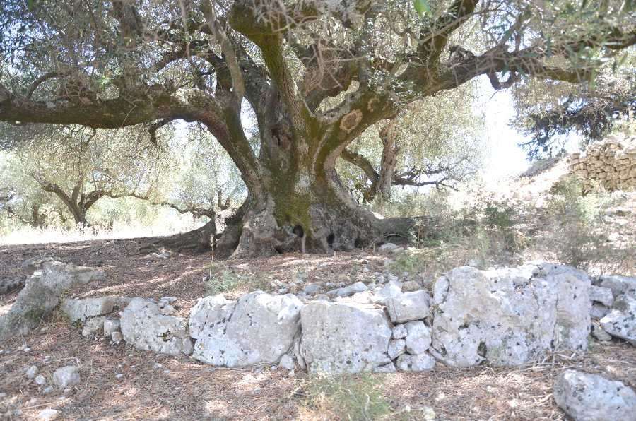 Photo 98694869