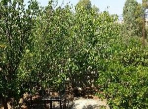 Μονοκατοικία προς πώληση Ασπρόπυργος 60 τ.μ. 2 Υπνοδωμάτια